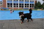Honden zwemmen (29)